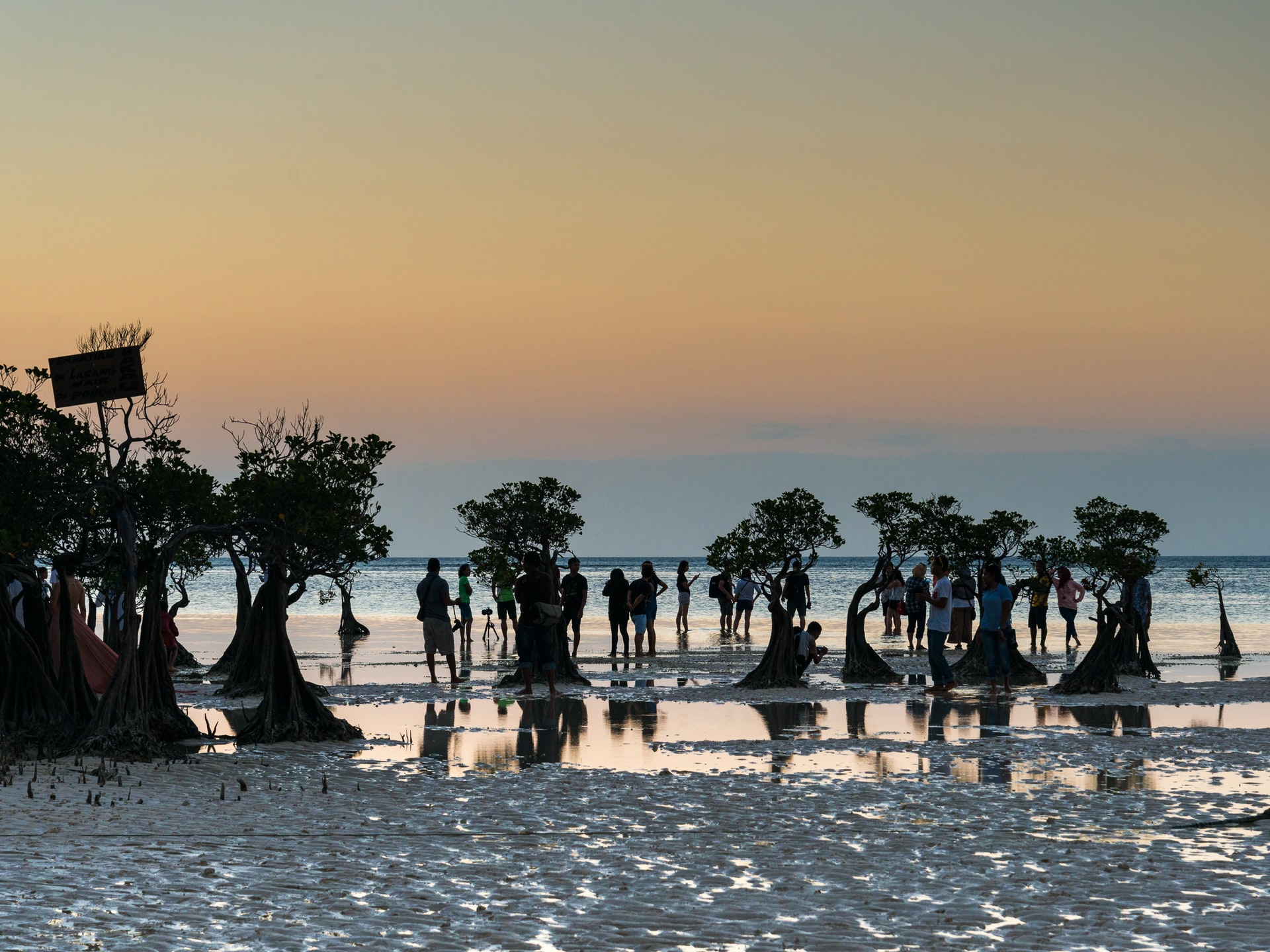Mangroves are disappearing, here is why